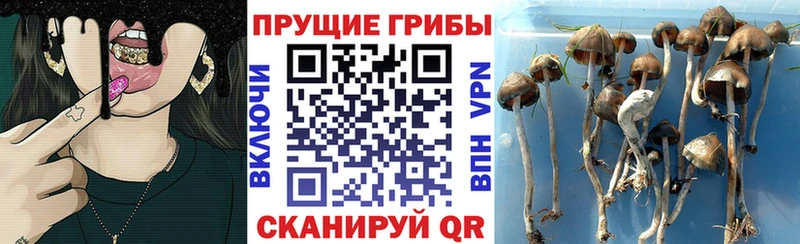 где можно купить Лесосибирск МЕГА как войти Галлюциногенные грибы Psilocybine cubensis