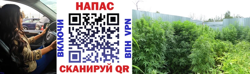 MEGA   Лесосибирск  Шишки марихуана план 
